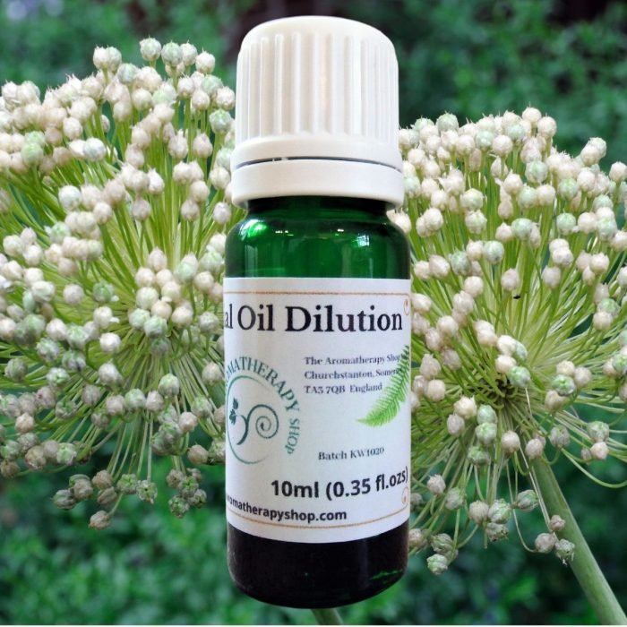 Angelica Root Essential Oil Dilution (Origin: England)