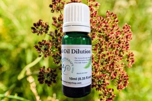 Angelica Seed Essential Oil Dilution (Origin: England)
