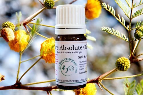 Sweet Acacia Absolute Oil (Origin: France)
