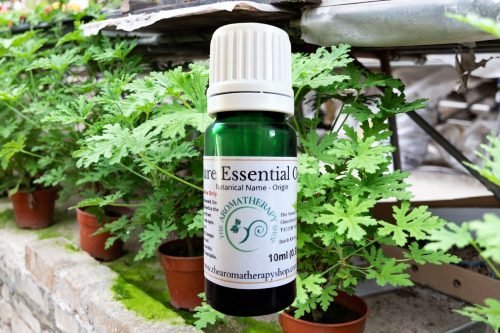 Citronella Pure Essential Oil