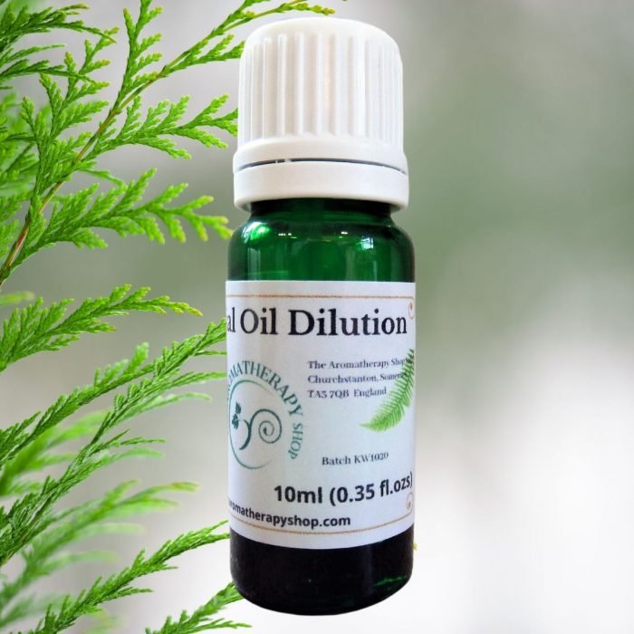 Cypress Essential Oil Dilution / English Grown / Organic