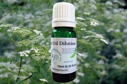 Galbanum Essential Oil Dilution