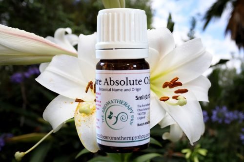 Lily Absolute Oil (Origin: Southern Asia)