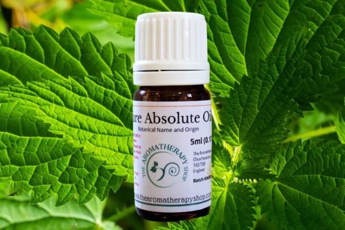 Stinging Nettle Leaf Absolute Oil - Herbaceous Green Notes (Origin: France)