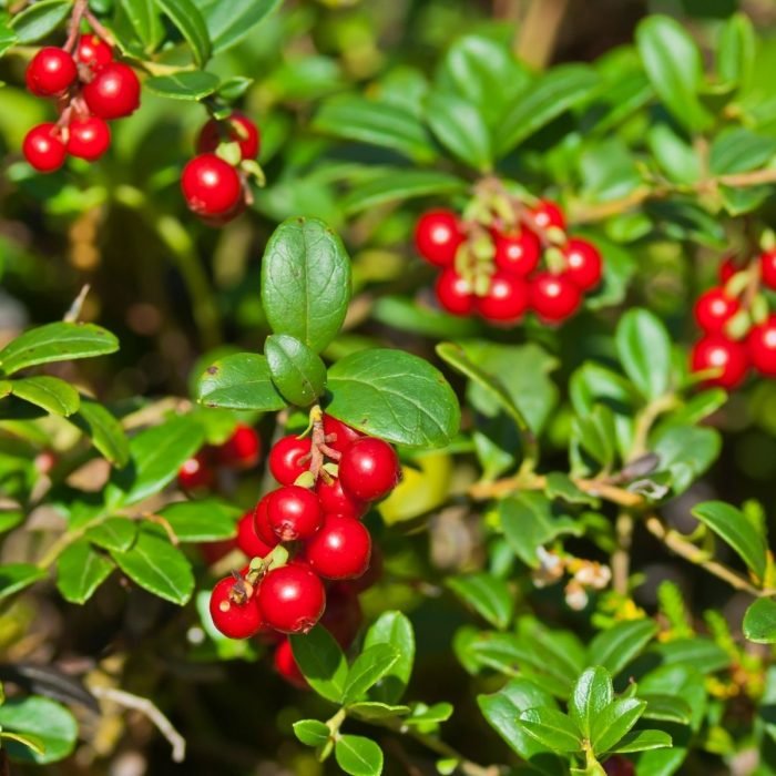 Lingonberry Seed Oil