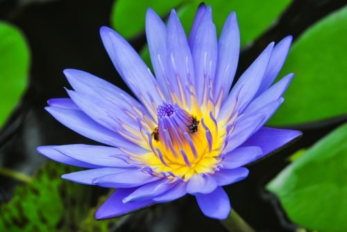 Blue Lotus Floral Water / Organic