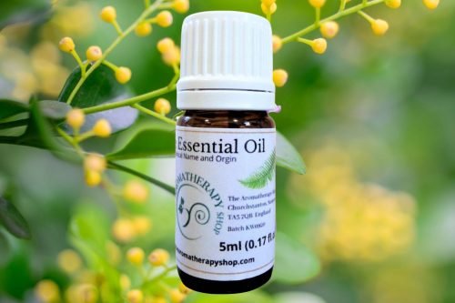 Aglaia Essential Oil (Origin: Thailand)