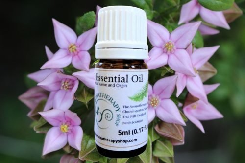 Boronia Essential Oil (Origin: Australia)