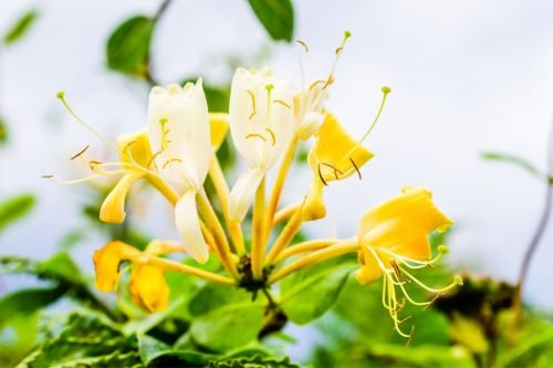Honeysuckle Aroma / Fragrance Oil for Soaps, Candles, Lotions, Shampoos and Perfumery (Nature Identical)
