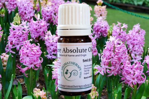 Hyacinth Absolute Oil (Origin: The Netherlands)
