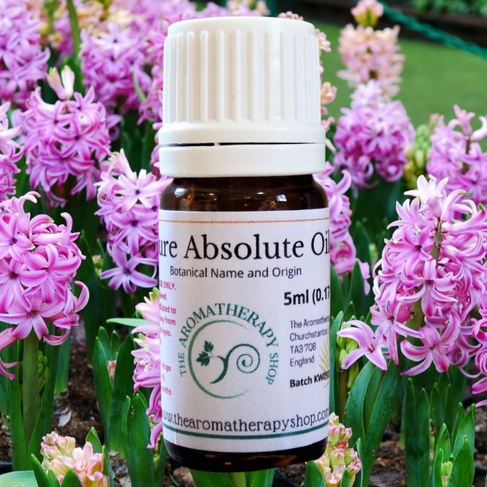 Hyacinth Absolute Oil (Origin: The Netherlands)