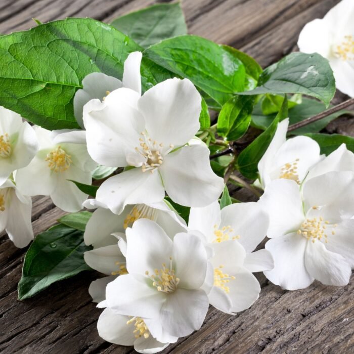 Jasmine Aroma / Fragrance Oil