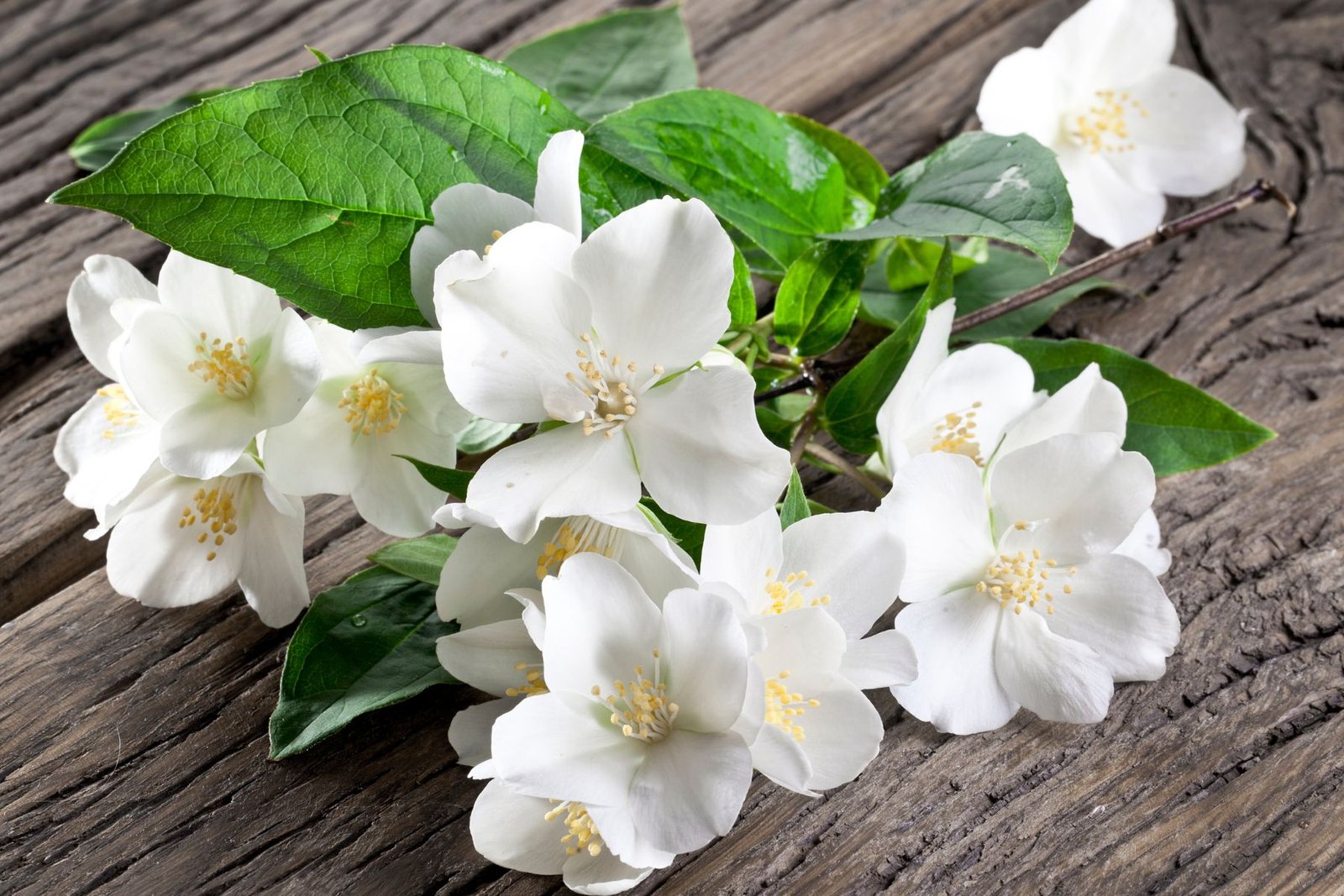 Jasmine Aroma / Fragrance Oil