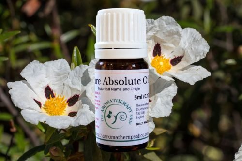 Labdanum Absolute Oil / USDA Certified Organic (Origin: Spain)