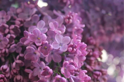 Lilac Aroma / Fragrance Oil for Soaps, Candles, Lotions, Shampoos and Perfumery (Nature Identical)