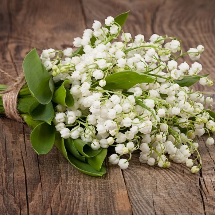 Lily of the Valley Aroma / Fragrance Oil