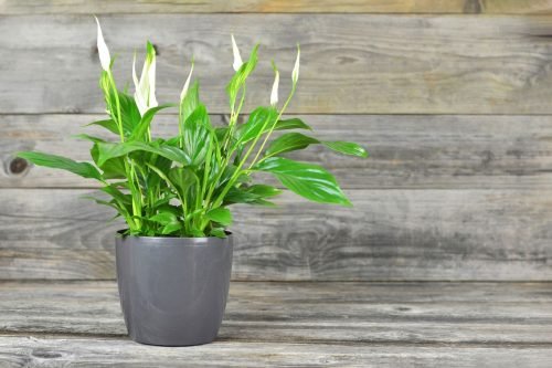 Peace Lily Natural Organic Plant Spray
