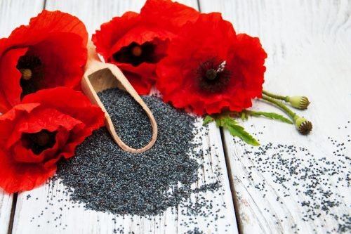 Poppy Seed Oil / Refined