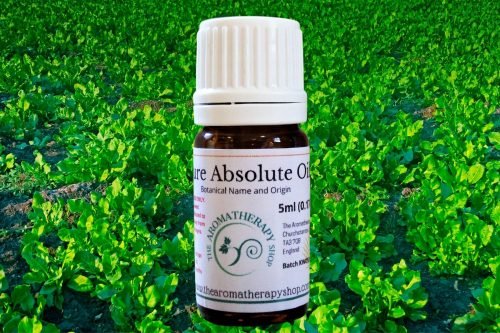 Spinach Leaf Absolute Oil (Origin: China)