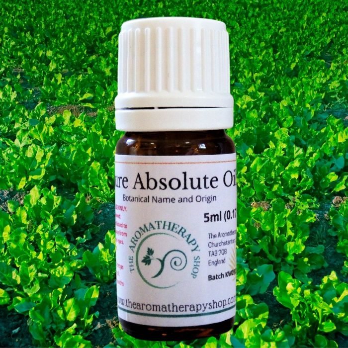 Spinach Leaf Absolute Oil (Origin: China)