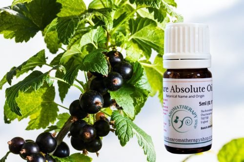 Blackcurrant Bud Absolute Oil (Origin: France)