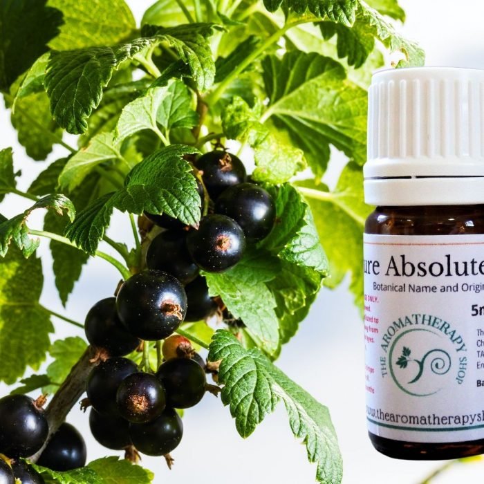 Blackcurrant Bud Absolute Oil (Origin: France)