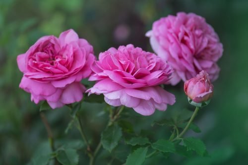 English Rose Aroma / Fragrance Oil for Soaps, Candles, Lotions, Shampoos and Perfumery (Nature Identical)