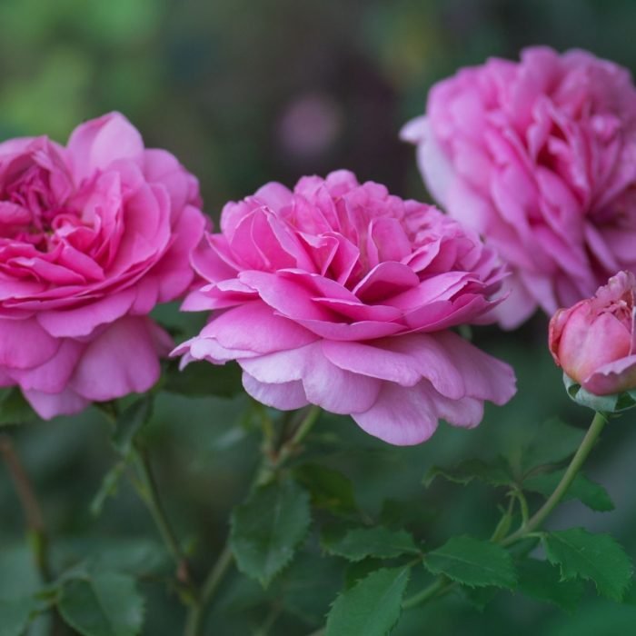 English Rose Aroma / Fragrance Oil for Soaps, Candles, Lotions, Shampoos and Perfumery (Nature Identical)