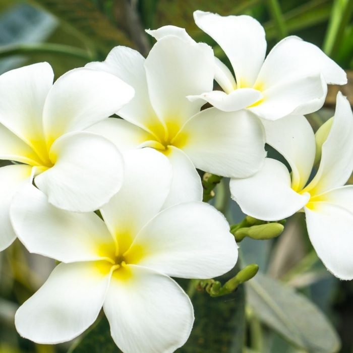 Frangipani Aroma / Fragrance Oil