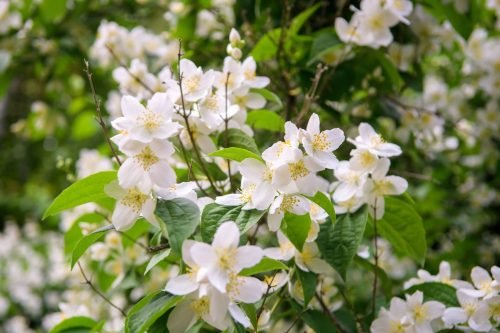 Jasmine Aroma / Fragrance Oil for Soaps, Candles, Lotions, Shampoos and Perfumery (Nature Identical)