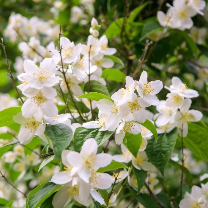 Jasmine Aroma / Fragrance Oil for Soaps, Candles, Lotions, Shampoos and Perfumery (Nature Identical)