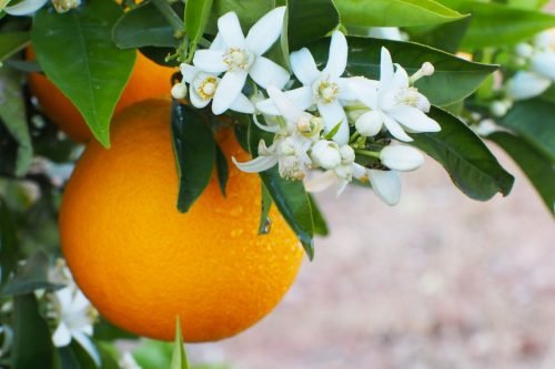 Orange Blossom Aroma / Fragrance Oil for Soaps, Candles, Lotions, Shampoos and Perfumery (Nature Identical)