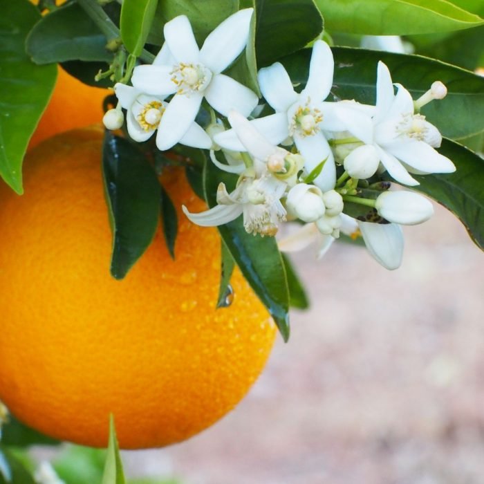 Orange Blossom (Neroli) Aroma / Fragrance Oil