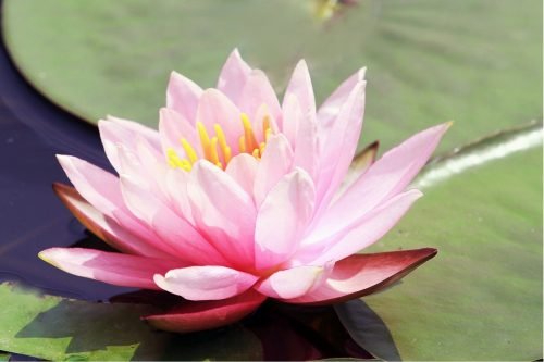 Pink Lotus Essential Oil (Origin: Northern India)