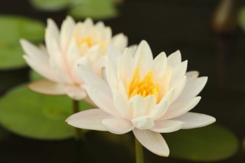 White Lotus Essential Oil  (Origin: Northern India)