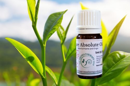 Green Tea Absolute Oil (Origin: Northern India)