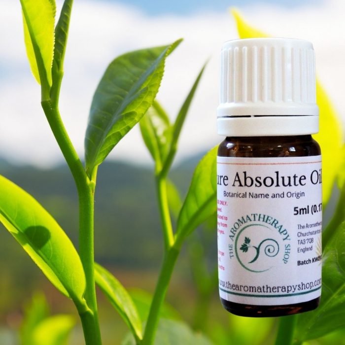 Green Tea Absolute Oil (Origin: Northern India)