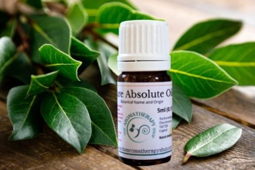 Laurel Leaf Absolute Oil (Origin: France)