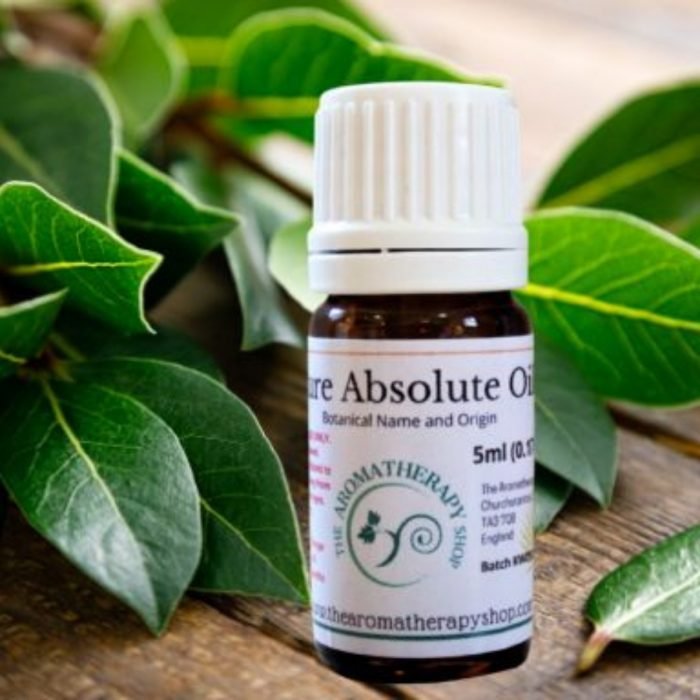 Laurel Leaf Absolute Oil (Origin: France)