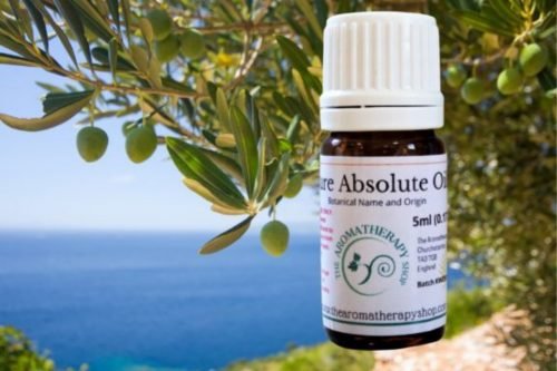 Olive Leaf Absolute Oil (Origin: France)