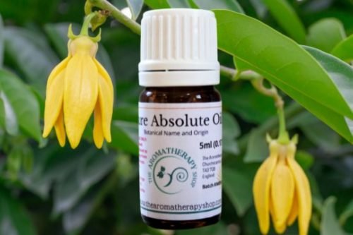 Ylang Ylang Absolute Oil (Origin: Comoros)