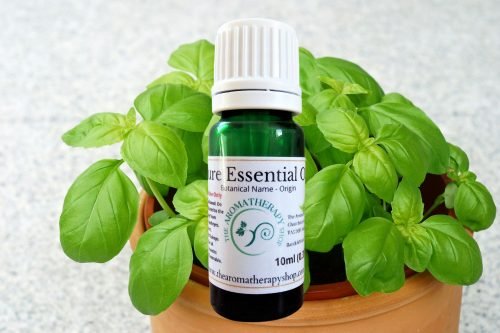 Basil Pure Essential Oil / Organic