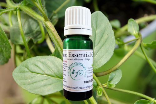 Peppermint Arvensis Pure Essential Oil