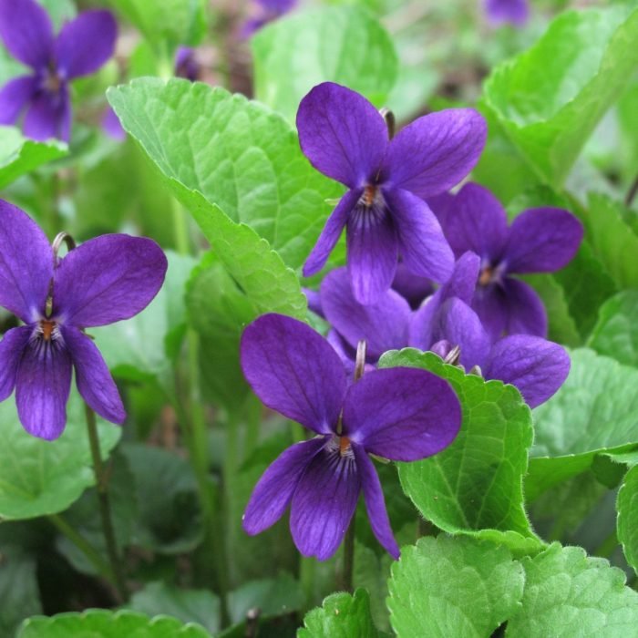 Violet Aroma / Fragrance Oil