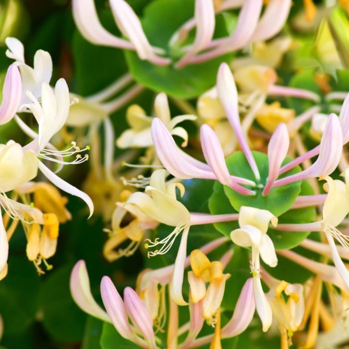 Honeysuckle Aroma / Fragrance Oil
