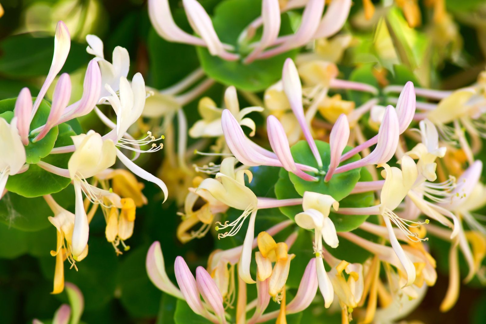 Honeysuckle Aroma / Fragrance Oil