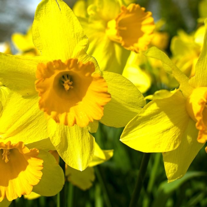 Daffodil Aroma / Fragrance Oil