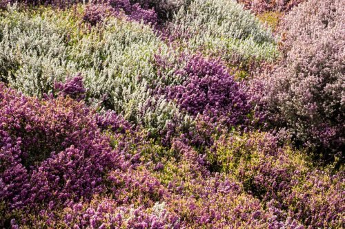 Heather Aroma / Fragrance Oil for Soaps, Candles, Lotions, Shampoos and Perfumery (Nature Identical)