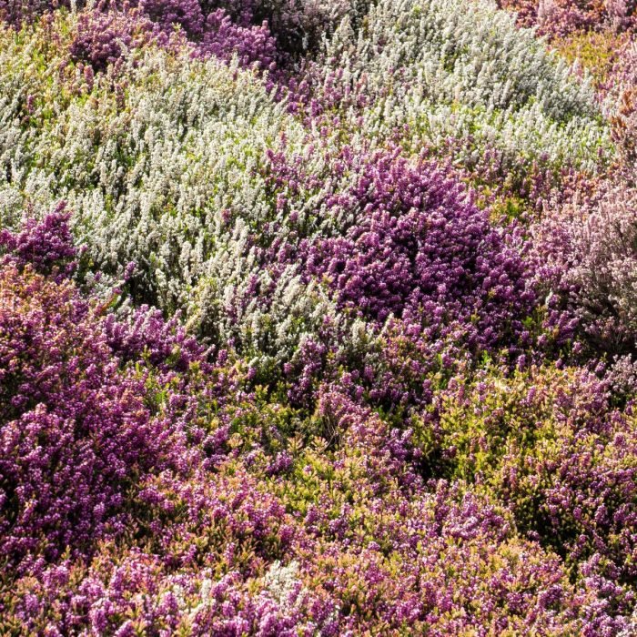 Heather Aroma / Fragrance Oil