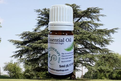 Cedar of Lebanon Pure Essential Oil